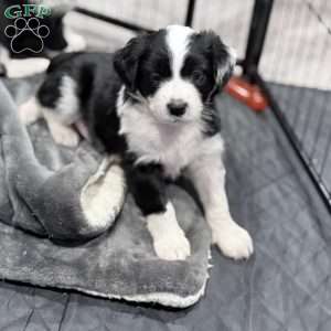 Panda, Border Collie Mix Puppy